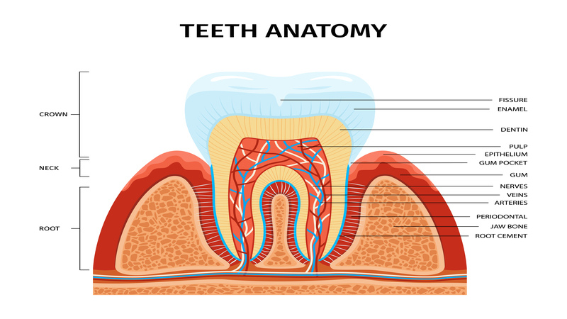 Understanding the Basics of Tooth Anatomy: Enamel, Dentin, and Pulp